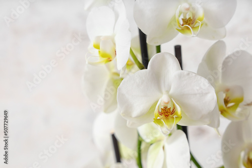 Orchid flowers on light background  closeup