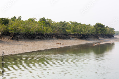 Sundarban, West Bengal, India - December 27, 2021: birds and ducks at the river at sundarbans national park