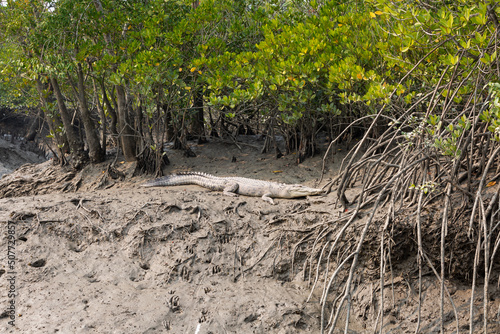 Sundarban, West Bengal, India - December 27, 2021: crocodile sunbathing sundarbans national park