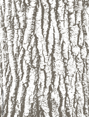 Cottonwood tree bark texture