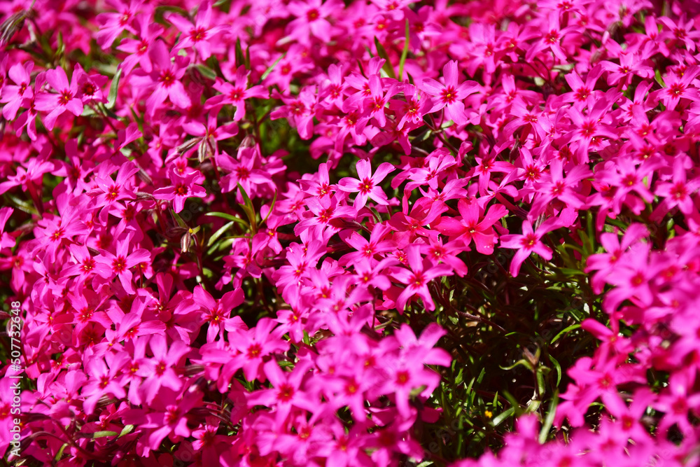 ショッキングピンクの芝桜 Stock Photo Adobe Stock ショッキングピンクの芝桜 Stock Photo Adobe Stock