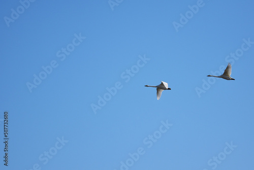 青空を飛ぶ冬の白鳥