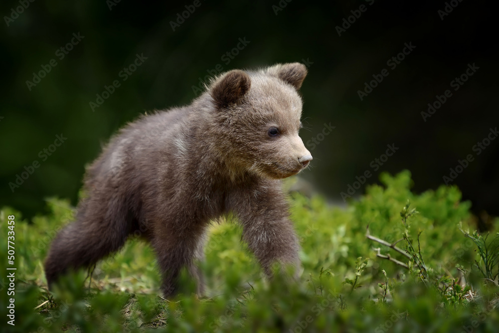 Young brown bear in the forest. Animal in the nature habitat Young brown bear in the forest. Animal in the nature habitat