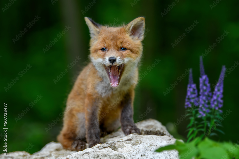 Red fox, vulpes vulpes, small young cub in forest on stone with violet flowers. Cute little wild predators in natural environment Red fox, vulpes vulpes, small young cub in forest on stone with violet flowers. Cute little wild predators in natural environment
