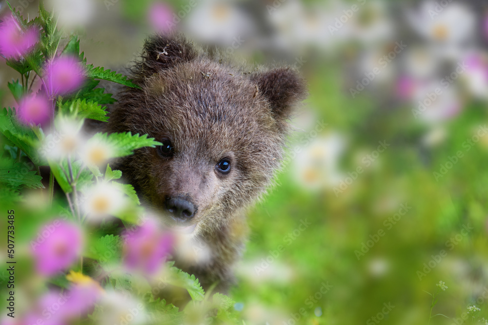 Fototapeta premium Brown bear cub on the summer meadow with flowers