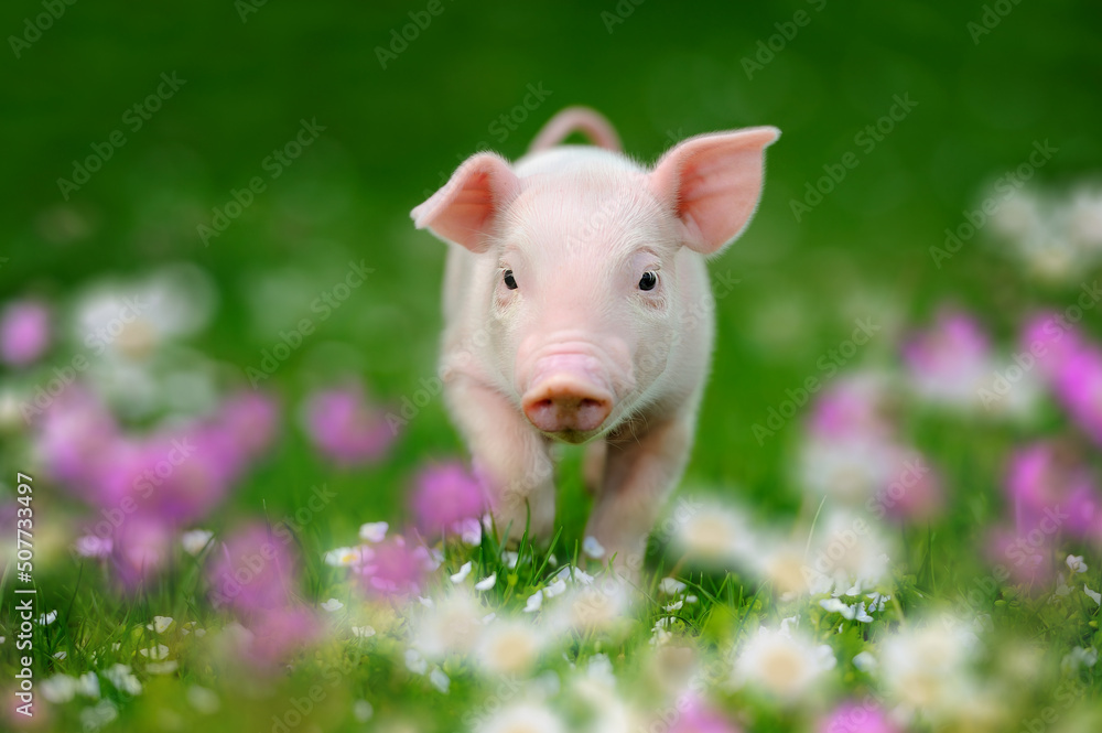 Funny piglet on spring green grass with flowers on a farm Funny piglet on spring green grass with flowers on a farm