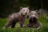 Two young brown bears in the forest. Animal in the nature habitat