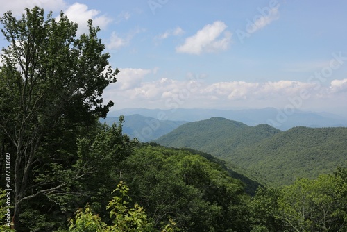 forest in the mountains