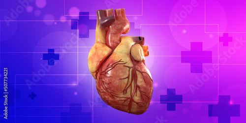 3d illustration Anatomy of Human Heart 