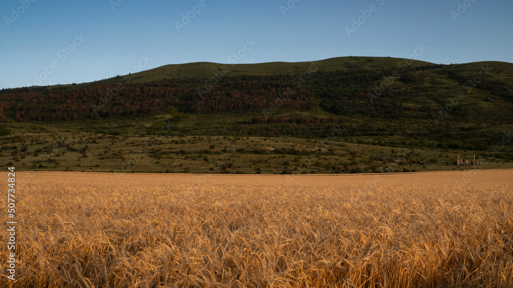 Wheat field at sunset. A mountain range on the horizon. Peaceful rural landscape.