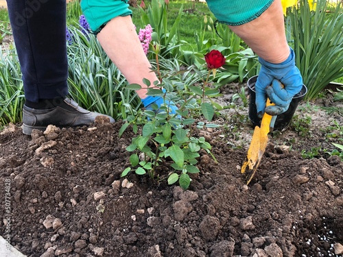 Planting beautiful roses in the soil. Woman's hands close up. The concept of nature conservation, agriculture and floristry