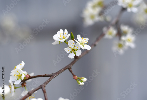 Apple tree flowers on a spring day