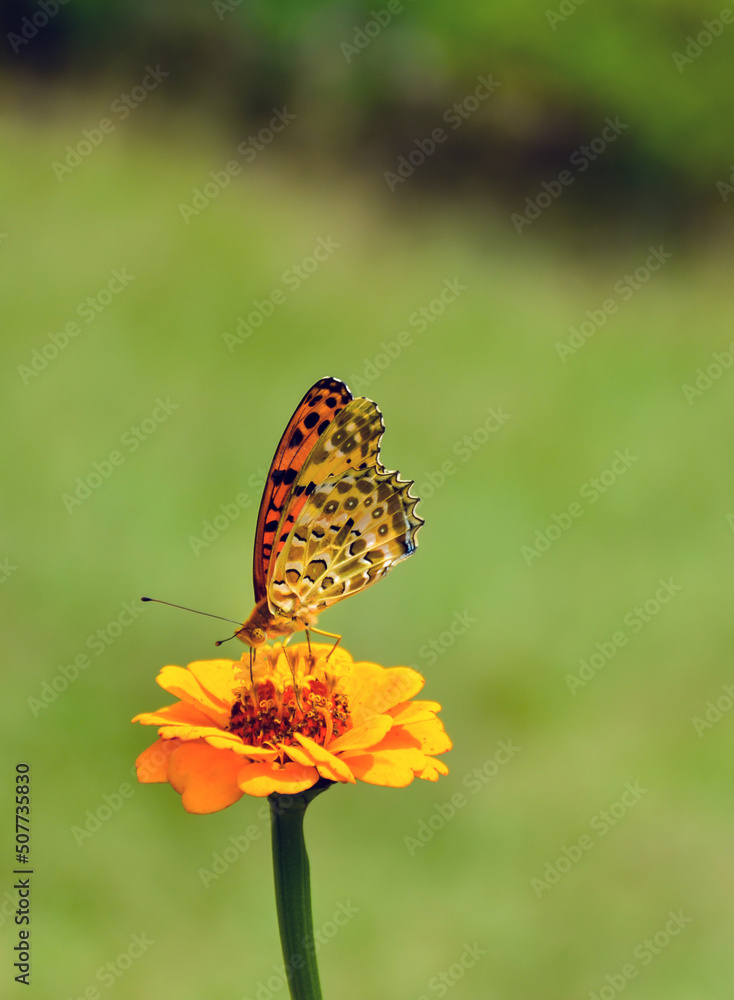 Side view of the Indian fritillary butterfly of the nymphalid or brush footed family sitting on the zinnia or daisy flowers. Side view of the Indian fritillary butterfly of the nymphalid or brush footed family sitting on the zinnia or daisy flowers.