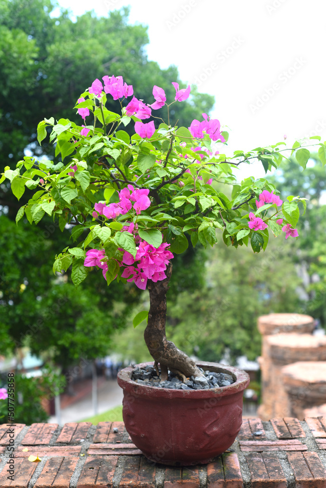 Growing pink Bougainvillea flowers in Nha Trang Vietnam