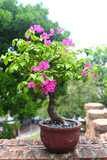 Growing pink Bougainvillea flowers in Nha Trang Vietnam