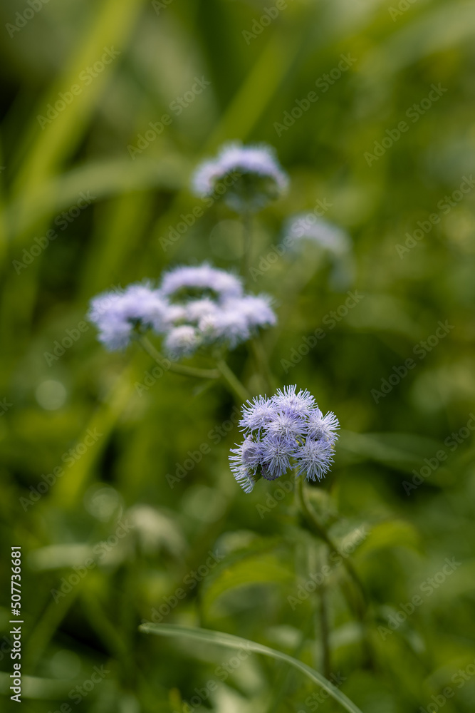 Billygoat weed (Ageratum conyzoides) in the middle of the park Billygoat weed (Ageratum conyzoides) in the middle of the park