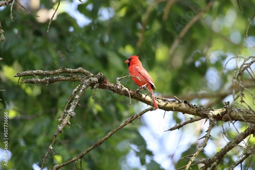 red cardinal on branch
