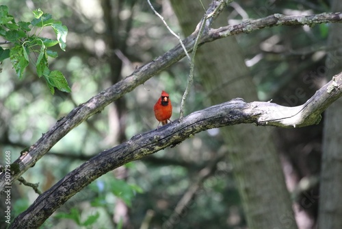 Cardinal on a branch