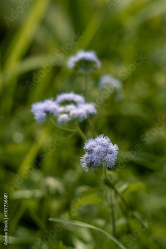 Billygoat weed  Ageratum conyzoides  in the middle of the park