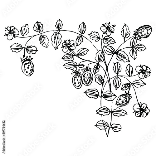 Branch of strawberry plant with leaves, berries and flowers. Vintage style. Hand drawn linear doodle rough sketch. Black silhouette on white background.