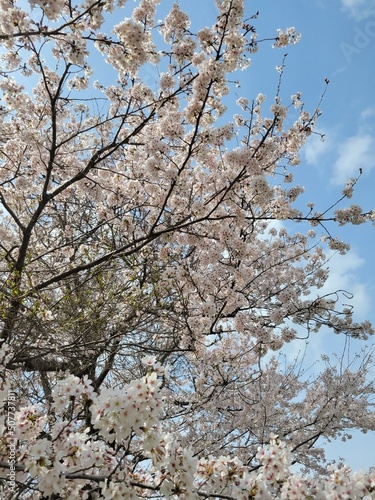 cherry blossom in spring