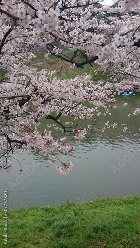 pond with flowers