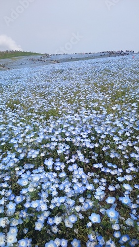grass and flower