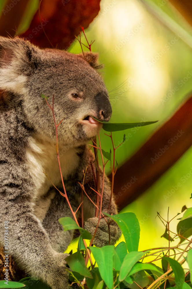 Fototapeta premium Koala feeding