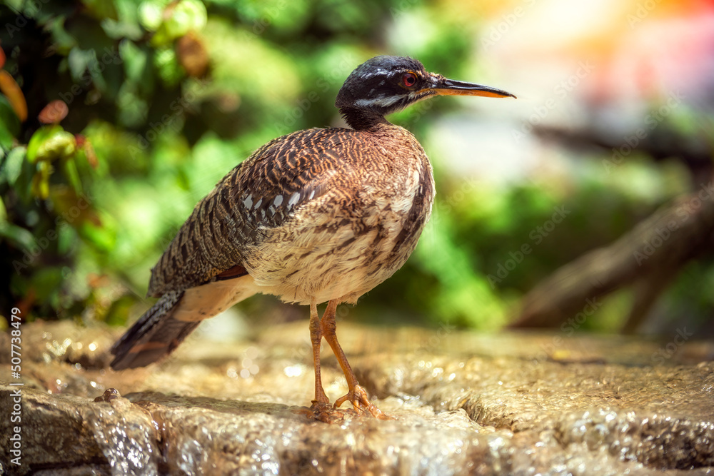 Sun Bittern Sun Bittern