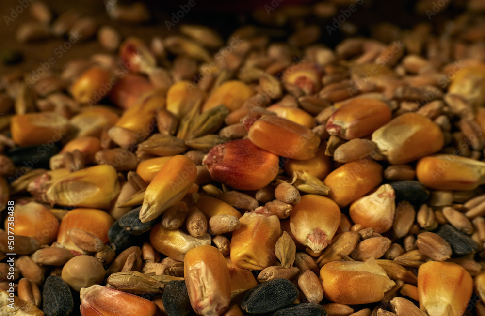 Closeup photo a mixture of wheat, corn and sunflower seeds poured on a wooden board Closeup photo a mixture of wheat, corn and sunflower seeds poured on a wooden board