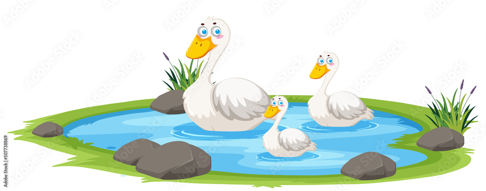 Duck in the pond on white background Duck in the pond on white background