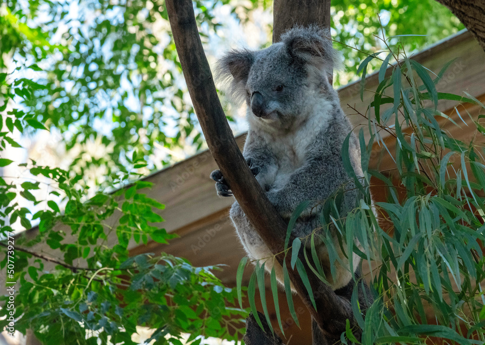 Fototapeta premium koala (Phascolarctos cinereus)
