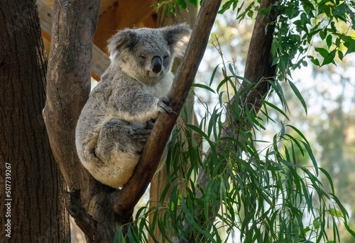 Photography koala (Phascolarctos cinereus)