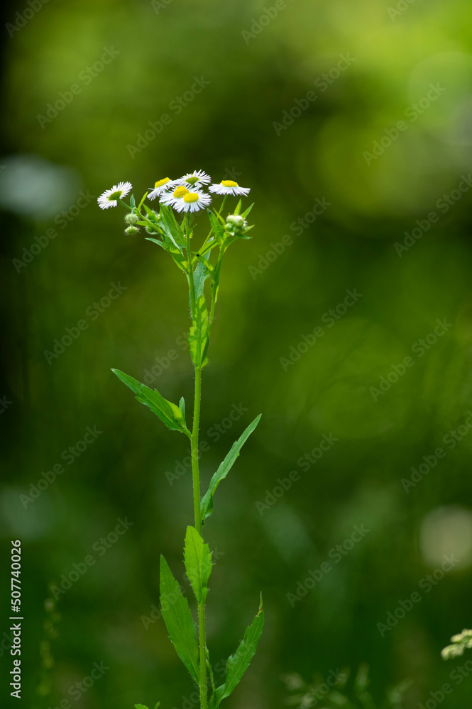 Obraz premium ヒメジョオン