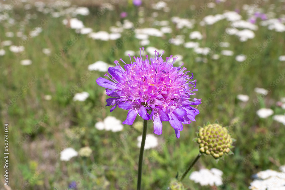 Field scabious wild plant is blooming in the meadow, Knautia arvensis, close up, selected focus. Field scabious wild plant is blooming in the meadow, Knautia arvensis, close up, selected focus.