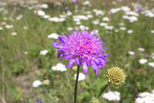 Field scabious wild plant is blooming in the meadow  Knautia arvensis  close up  selected focus.