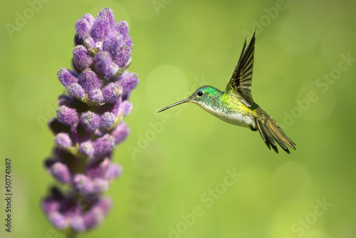 Hummingbird hovering close to white purple flowering plant