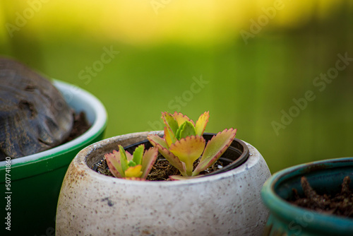 plant in a pot