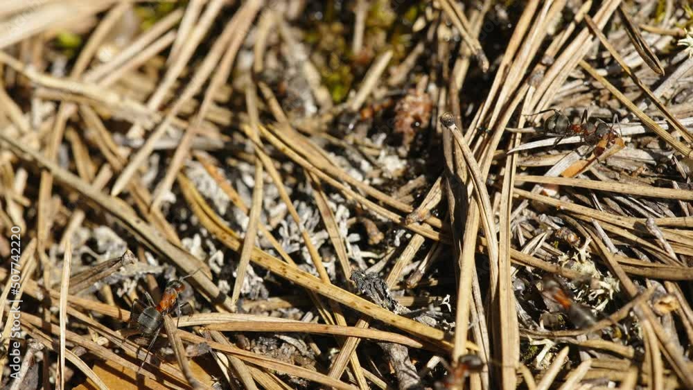 Black ants crawling on the dried twigs on the ground in the forest in Estonia Black ants crawling on the dried twigs on the ground in the forest in Estonia