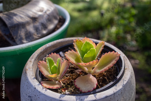 succulent flower in pots