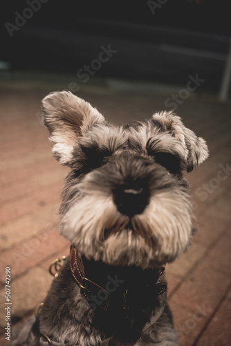 犬