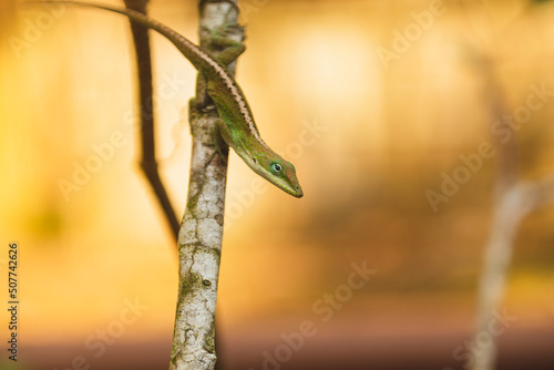 Anolis carolinensis, Green Carolina Anole, Female