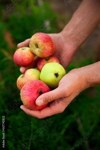 Men's hands hold apples.