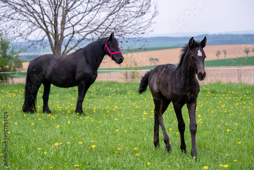Black mare and foal in the pasture.