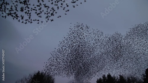 Thousands of starlings murmurate together in a stunning aerial display