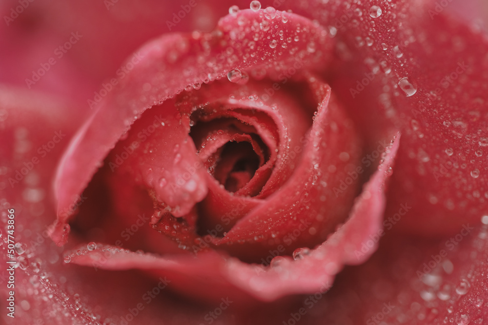 水滴のついたピンク色のバラ