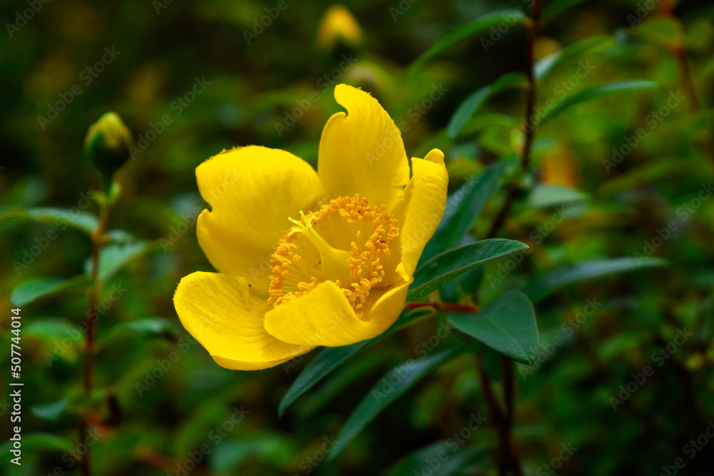 Beautiful Yellow  flower close-up