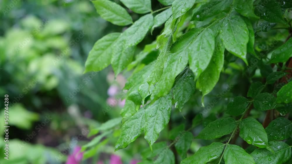 Raindrops drip on the green leaves. Rainy weather on a background of nature Video 4k Raindrops drip on the green leaves. Rainy weather on a background of nature Video 4k