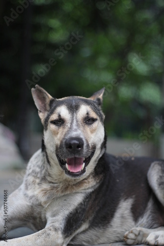 Dog sitting in the park  adorable cute dog