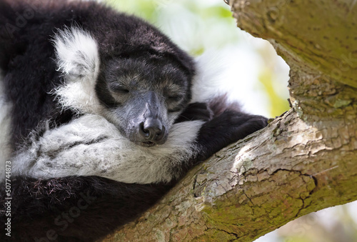 Fototapeta Naklejka Na Ścianę i Meble -  Black-and-white ruffed lemur - Varecia variegata subcincta